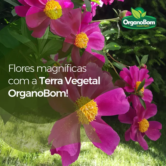 Arte para redes sociais da OrganoBom: Flores magníficas com a Terra Vegetal